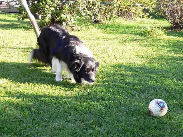 Festivo Veeti, kuva Juha Haimala